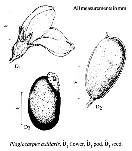 Plagiocarpus axillaris